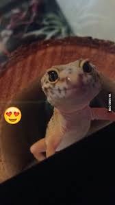 Each of the reptiles for sale at petco will have a unique set. Meet My New Leopard Gecko Rescued From Petco Lil Sweetheart Is Loving The 20gallon Terrarium No Name Yet Any Ideas Leopard Gecko Cute Cute Lizard Leopard Gecko