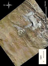 Image result for Hermbstaedtia schaeferi