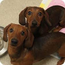 Please contact the breeders below to find dachshund puppies for sale in illinois we are located in southern illinois and are not a kennel. Naperville Il Dachshund Meet Dachshund Pups Cruncher A Pet For Adoption
