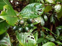 Image result for Gaertnera