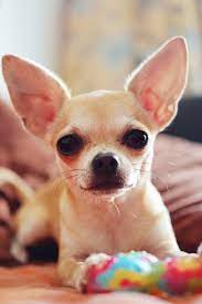 The ear shape and positioning, tight and close to the head, reduces airflow in the already narrow canine ear canal. 13 Dogs With Big Ears Basset Hounds French Bulldogs And More