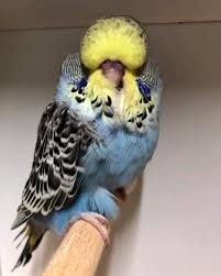 Watch The Best Youtube Videos Online Hira Evcil Hayvan Hobi Muhabbetkusu Papagan Istanbul Turkiye Turkey Jako Kus Birds Showjum Bird Parrot Animals