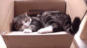15 Gifs Of Cats In Boxes You Re Welcome Best Cat Gifs Cats And Kittens Cats