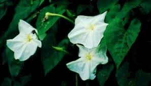 Image result for Ipomoea involucrata