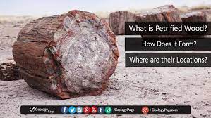 Petrified Wood Is The Name Given To A Special Type Of Fossilized Remains Of Terrestrial Vegetati Petrified Forest National Park Petrified Wood Petrified Forest