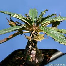 Image result for Dorstenia schliebenii