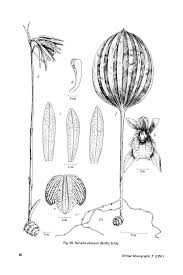 Image result for Nervilia petraea