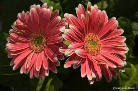 Daisy Gerber Gerbera Cheerfulness Gerber Daisies Flower Names Language Of Flowers