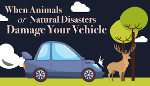 We did not find results for: When Animals Or Natural Disasters Damage Your Vehicle Quote Com