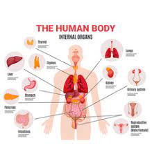See female organs picture stock video clips. Female Human Internal Organs Vector Images Over 2 400