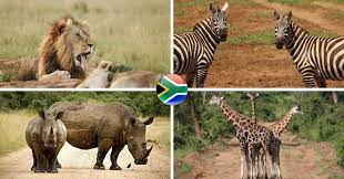 This article will take you on an african safari with the following african animals list. Cool South African Animal Facts Finglobal