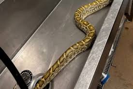 Python with swollen belly found under family’s shed — with X-ray revealing its last meal