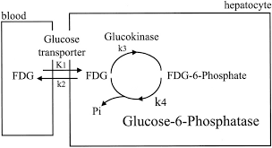 It is a polymer with an undefined structure and low solubility. Cellular Release Of 18f 2 Fluoro 2 Deoxyglucose As A Function Of The Glucose 6 Phosphatase Enzyme System Journal Of Biological Chemistry