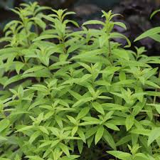 Image result for Aloysia citrodora