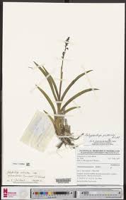 Image result for Polystachya odorata