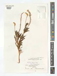 Image result for Centemopsis