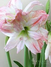 Potted Bulb Garden Gifts Wax Amaryllis Amaryllis Bulbs Spring Flowering Bulbs Amaryllis Bulbs Amaryllis