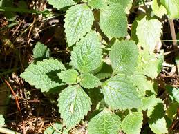 Image result for Pycreus xantholepis