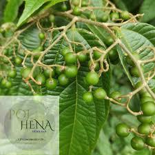 Image result for Grewia herbacea