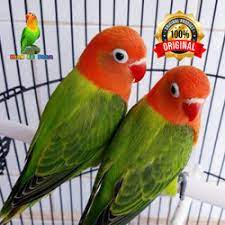 Jenis burung lovebird atau burung cinta adalah salah satu burung dari sembilan jenis spesies genus agapornis. Jual Indukan Lovebird Terlengkap Terbaik Harga Murah August 2021