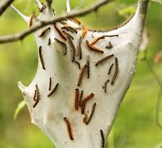 Browse our gypsy moth nest images, graphics, and designs from +79.322 free vectors graphics. Gypsy Moth Caterpillar Proper Identification And Control Garden Myths
