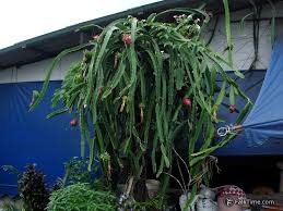 Dragon fruit is probably one of the most unique and bizarre cactus fruits you will ever eat. Dragon Fruit Pitahaya Thailand Falktime