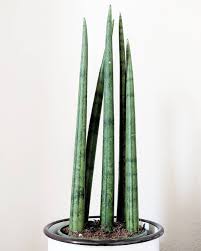 Sansevieria Houseplants Sansevieria