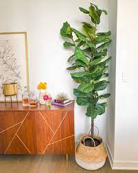 This artificial fiddle leaf fig tree is beautiful, with moss surrounding the basin. The Most Realistic Faux Fiddle Leaf Fig Trees Katie S Bliss