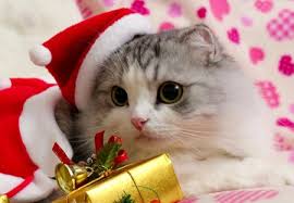 A merry christmas from this silly little kitty up in the christmas tree. Christmas Kitty Toys Stuffed Animals Plushies Deshpandefoundationindia Org