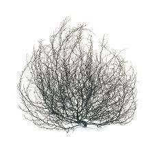 What to do with tumbleweeds at a party? Pin On Foliage