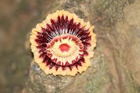 Image result for Napoleonaea