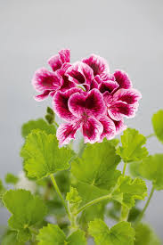 Image result for Pelargonium