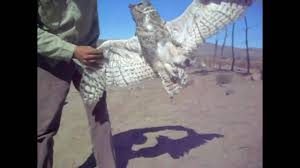 Buho Tecolote Lechuza Electrocutado Con Presa En Las Garras En El Valle La Trinidad Nov 2009 Mv Youtube Los búhos llamados tecolotes suelen ser de tamaño más pequeño que los búhos comunes. buho tecolote lechuza electrocutado con