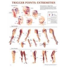 Trigger Point Chart Set Torso Extremities 2e