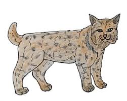 Draw the nose close to a triangle with the bottom end slightly cut off. How To Draw A Big Cat Archives How To Draw Step By Step