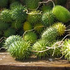Image result for Cucumis hirsutus