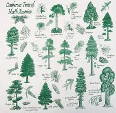 Types Of Conifer Leaves Coniferous Trees Bandana Hankie