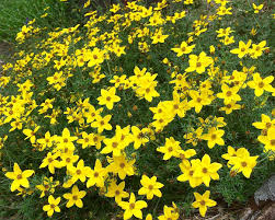 Image result for Bidens kirkii