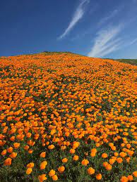 20 california poppy flowers per stem. Desert Wildflower Reports For Southern California By Desertusa