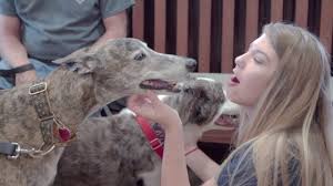 Our clients demand proactive approaches to supplying their beloved pets with the care they deserve, even during difficult situations. Top Rated Local Veterinarians All Pets Animal Hospital 24 Hour Emergency Care
