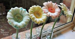 All you need is food coloring and water and generally a white flower. Pin On Bbq