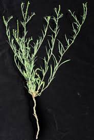 Image result for Coronopus integrifolius