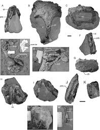 Image result for Stemodiopsis