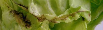 Hydroponic lettuce is one of the easiest vegetables to grow. Tipburn Lettuce Agriculture Pest Management Guidelines Uc Statewide Ipm Program Uc Ipm