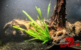 Image result for Vallisneria