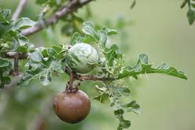 Image result for Solanum linneanum