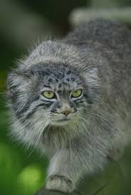 ‪The Creature Feature: 10 Fun Facts About the Pallas' Cat | WIRED‬‏
