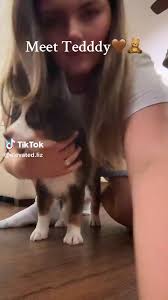 Our new puppy. #Middleton #puppy #tupelo #Mississippi