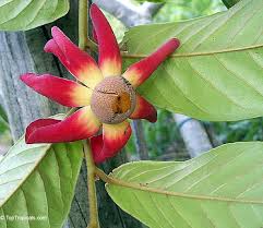 Image result for Uvaria