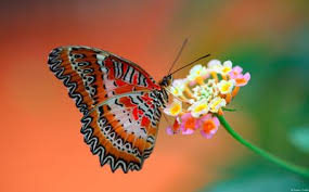 The first example of symbiotic mutualism is the interaction between butterflies and flowers. Poze Cu Fluturi Si Flori 3d Most Beautiful Butterfly Butterfly On Flower Beautiful Butterflies